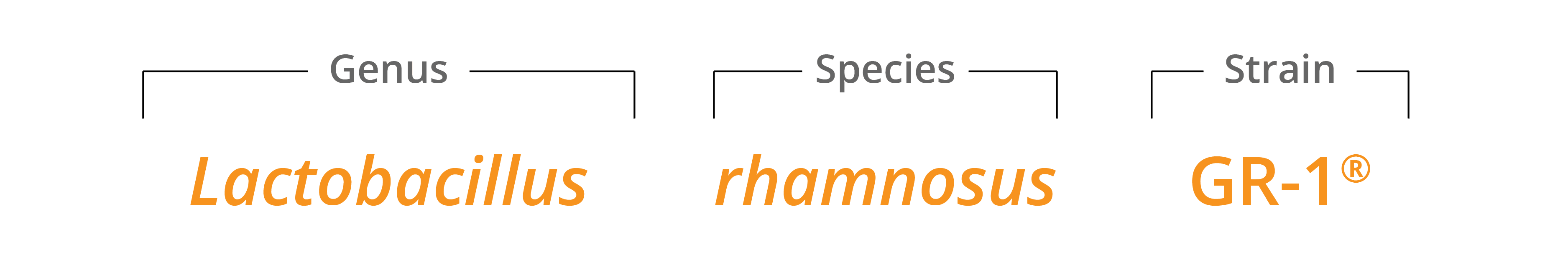 Lactobacillus rhamnosus GR1® Database